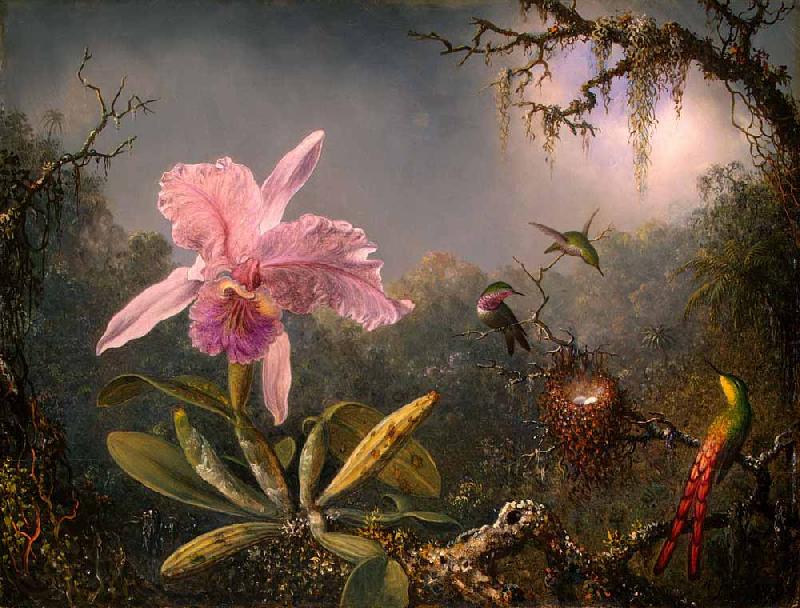 Martin Johnson Heade Cattleya Orchid and Three Hummingbirds Spain oil painting art